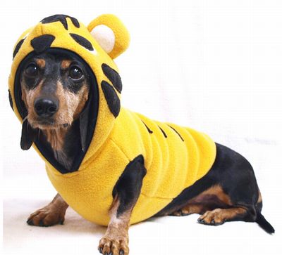 ダックスフンドの洋服を選ぶのは大変